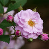 Proven Winners® Rise Up Lilac Days® Climbing Rose Shrub