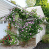Proven Winners® Rise Up Lilac Days® Climbing Rose Shrub