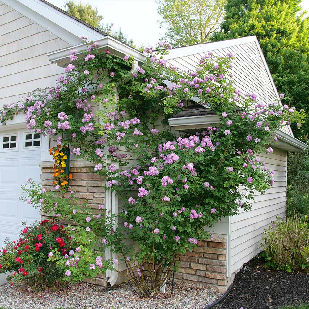 Proven Winners® Rise Up Lilac Days® Climbing Rose Shrub