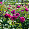 Roseberry Beret™ Rose Bush