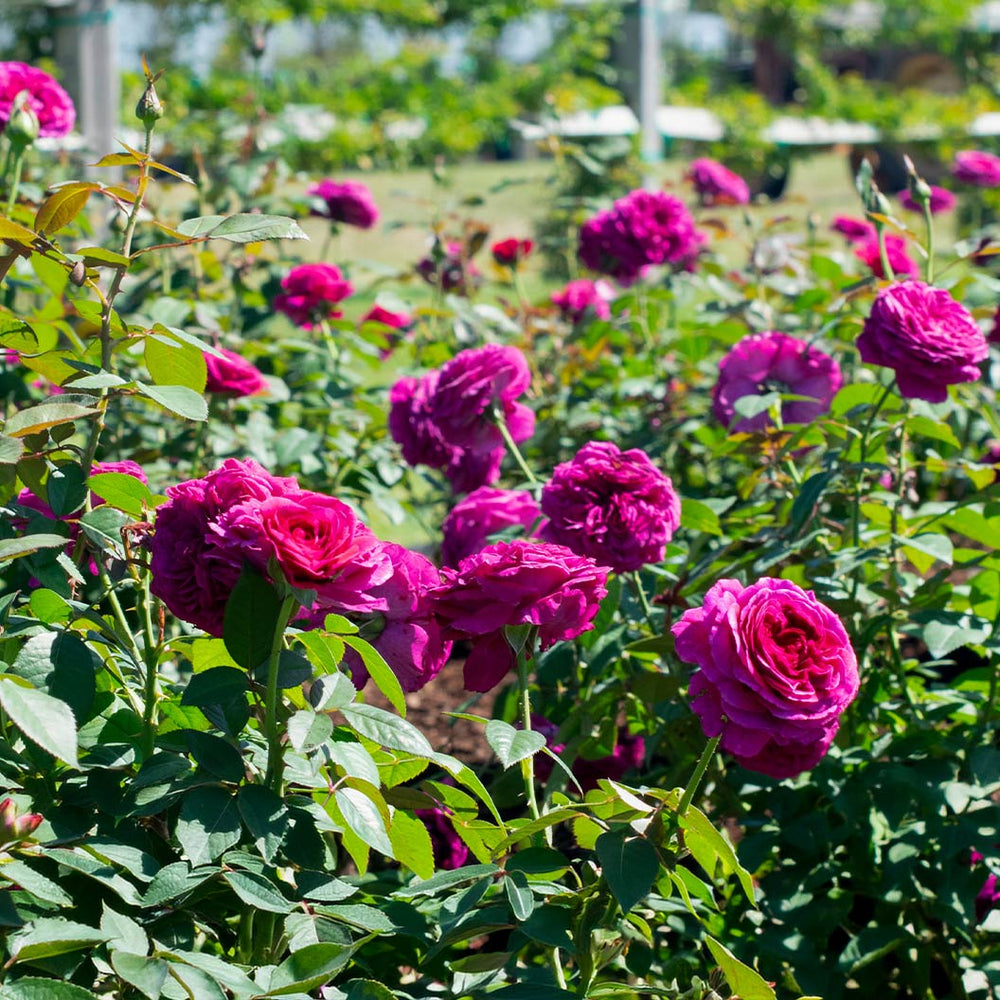 Roseberry Beret™ Rose Bush
