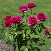Roseberry Beret™ Rose Bush