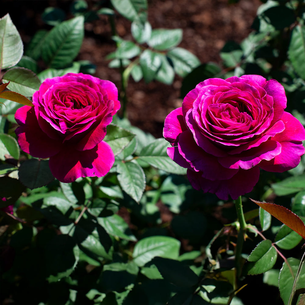 Roseberry Beret™ Rose Bush