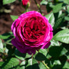 Roseberry Beret™ Rose Bush