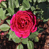 Roseberry Beret™ Rose Bush