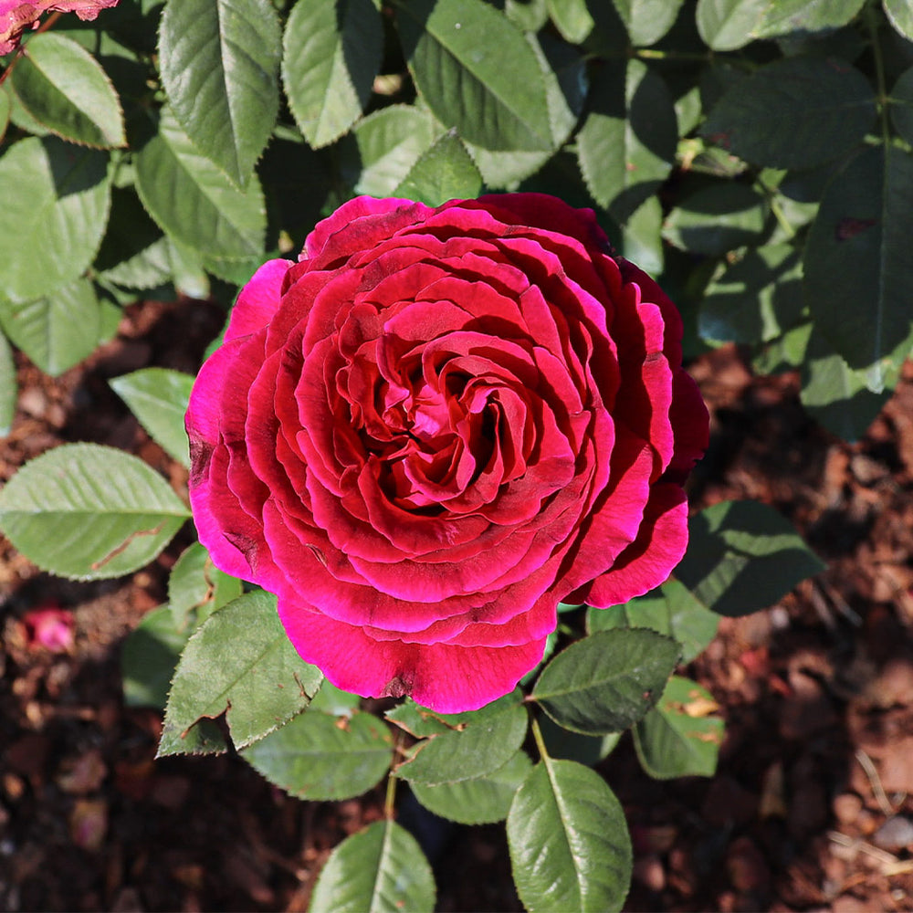 Roseberry Beret™ Rose Bush