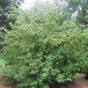 Rosy Teacups® Dogwood Tree