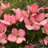 Rosy Teacups® Dogwood Tree