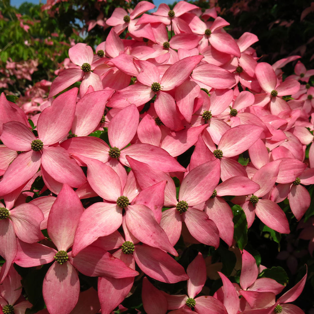 Rosy Teacups® Dogwood Tree