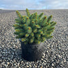 Iseli® Roundabout Spruce Shrub