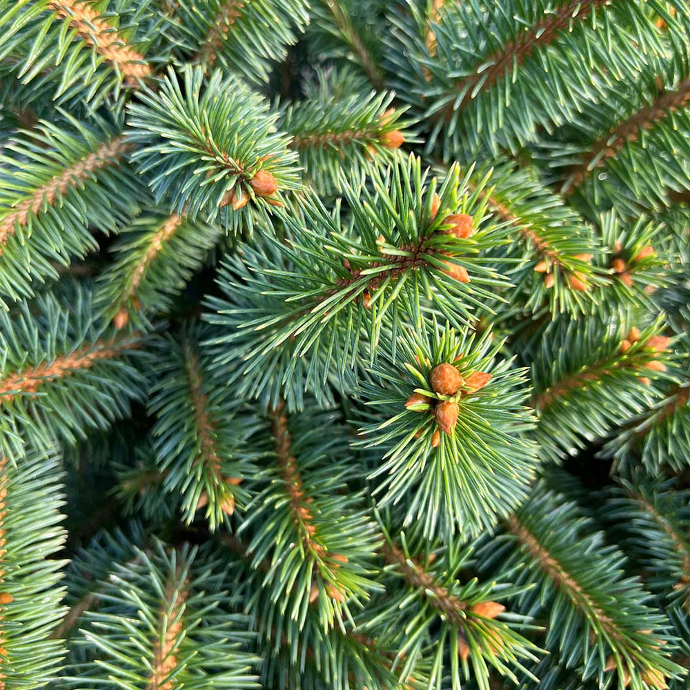 Iseli® Roundabout Spruce Shrub