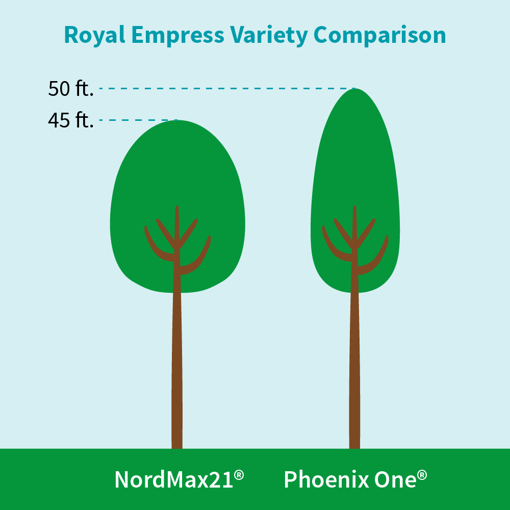 Phoenix One® Royal Empress Tree Florida