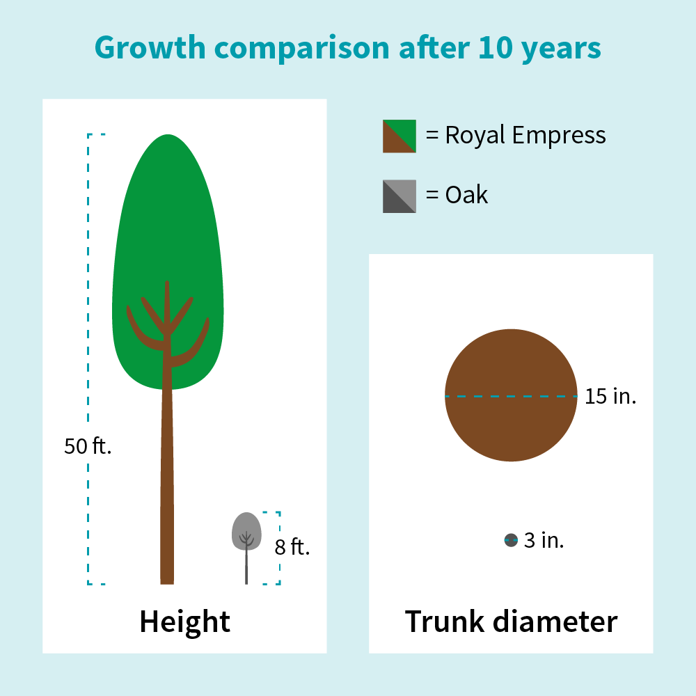 NordMax21® Royal Empress Tree Florida