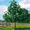 Phoenix One® Royal Empress Tree Florida
