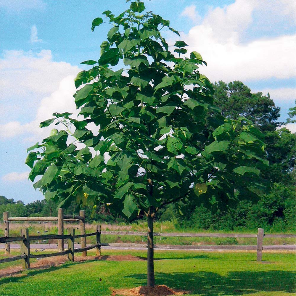 Phoenix One® Royal Empress Tree Florida