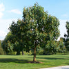 NordMax21® Royal Empress Tree Florida