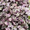 Silver Inch Plant
