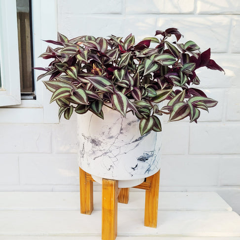 Silver Inch Plant