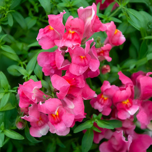 Candy Showers Rose Snapdragon Plant