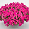Candy Showers Rose Snapdragon Plant
