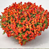 Candy Showers Orange Snapdragon Plant