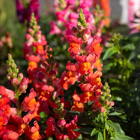 Candy Showers Orange Snapdragon Plant