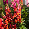 Candy Showers Orange Snapdragon Plant