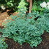 Proven Winners® Splendid!® Blue Highbush Blueberry Shrub