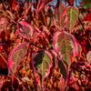 Summer Fun Dogwood Tree