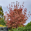 Summer Fun Dogwood Tree