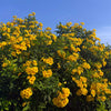 Sun Trumpets® Yellow Tecoma Shrub