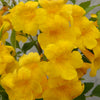 Sun Trumpets® Yellow Tecoma Shrub