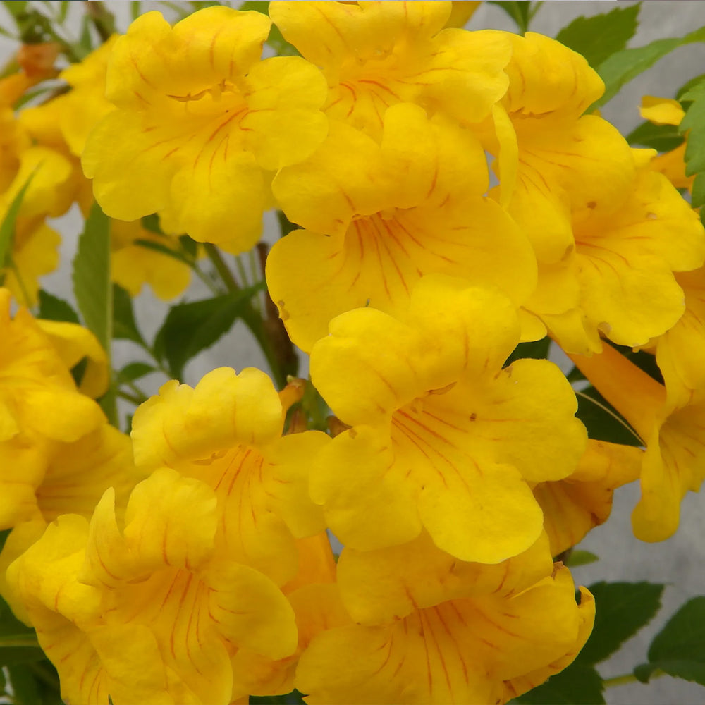 Sun Trumpets® Yellow Tecoma Shrub