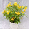 Sun Trumpets® Yellow Tecoma Shrub