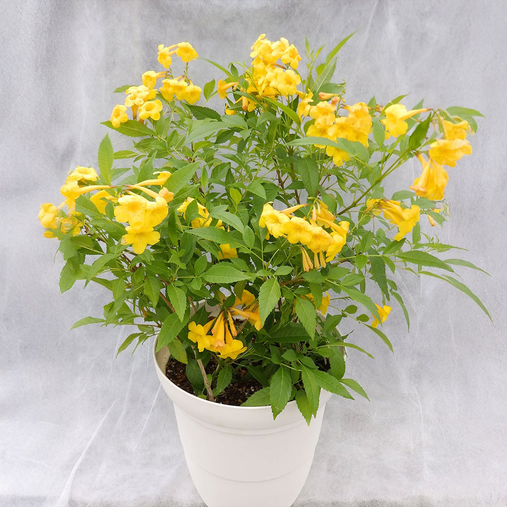 Sun Trumpets® Yellow Tecoma Shrub