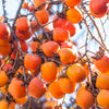 Saijo Persimmon Tree