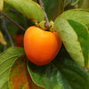 Saijo Persimmon Tree