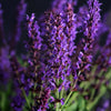 Lyrical™ Blues Salvia Plant
