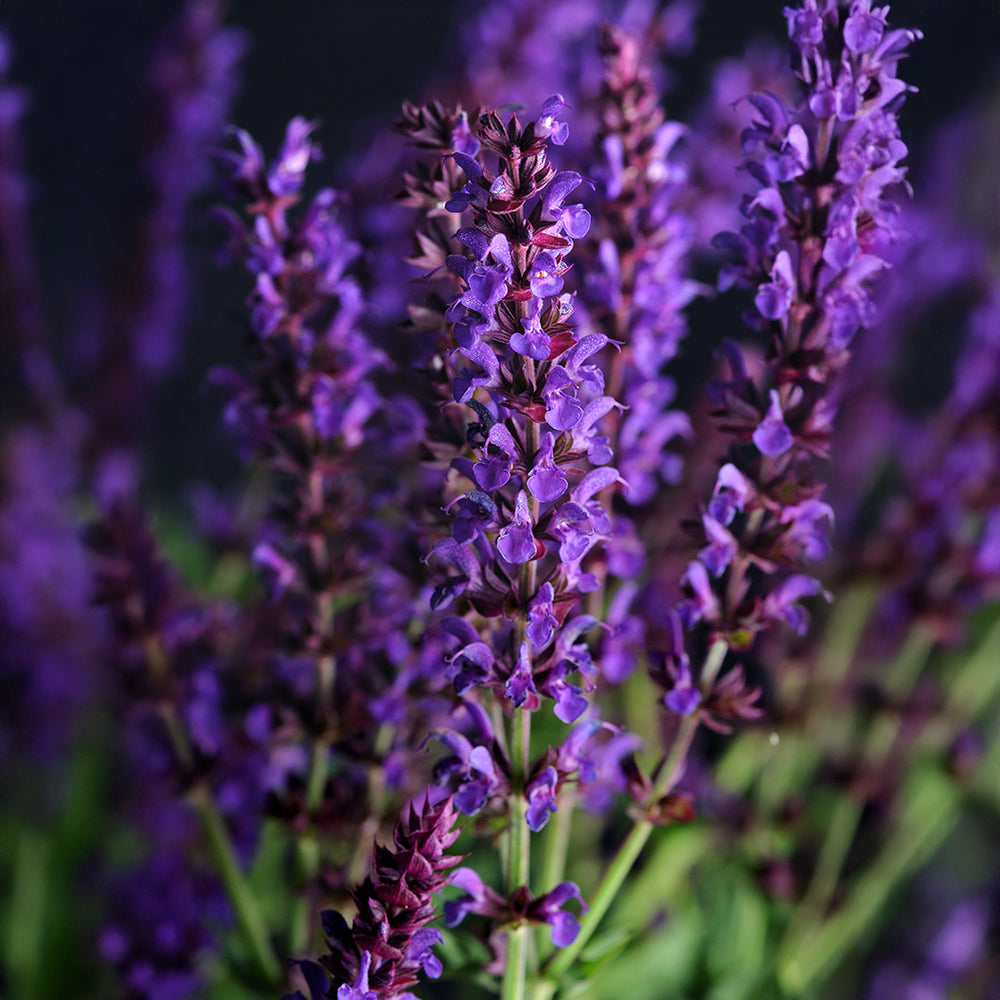 Lyrical™ Blues Salvia Plant