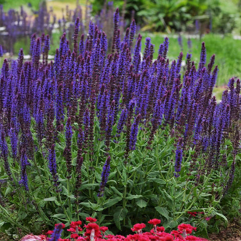 Lyrical™ Blues Salvia Plant