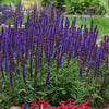 Lyrical™ Blues Salvia Plant