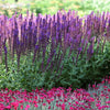 Lyrical™ Blues Salvia Plant