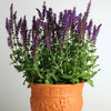 Lyrical™ Blues Salvia Plant