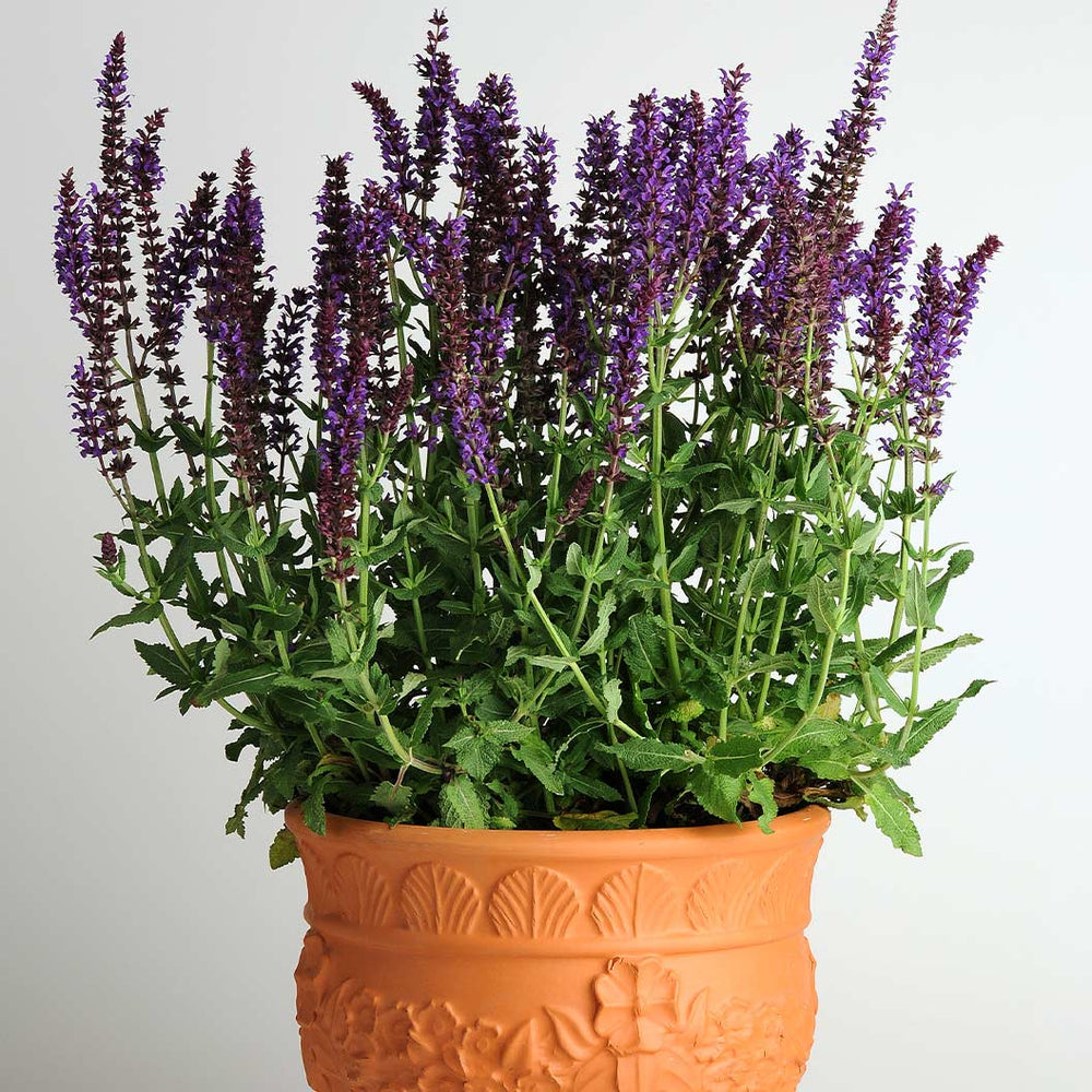 Lyrical™ Blues Salvia Plant