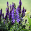 Sky Blue Marvel Salvia Plant