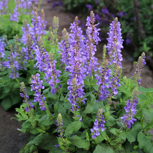 Sky Blue Marvel Salvia Plant