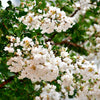 Sarah’s Favorite Crape Myrtle Tree