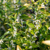 Fragrant Valley Sarcococca Shrub