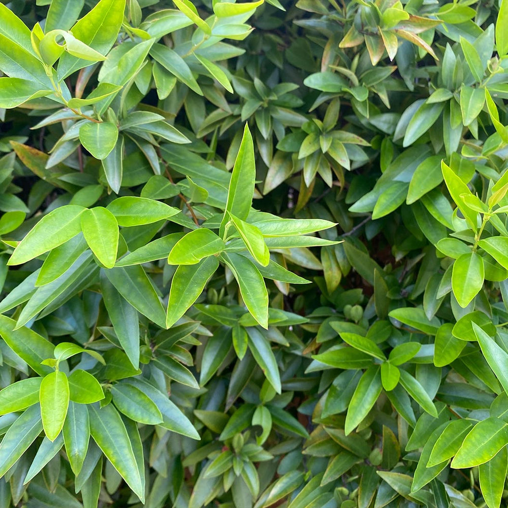 Fragrant Valley Sarcococca Shrub