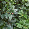 Fragrant Valley Sarcococca Shrub